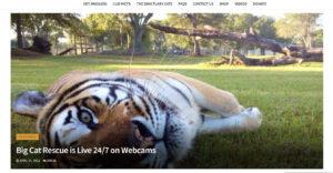 Big Cat Rescue Tampa Bay Florida